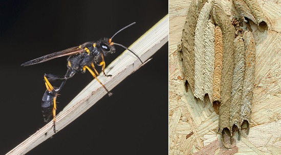 mud wasps and their nests, dirt dauber, mud dauber