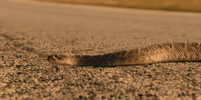 Rattlesnake, Landman TV series